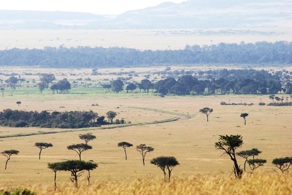 Elevated view over tawny grass plains scattered with flat-topped acacias, a belt of darker woodland mid-frame and a long hazy escarpment ridge on the horizon.