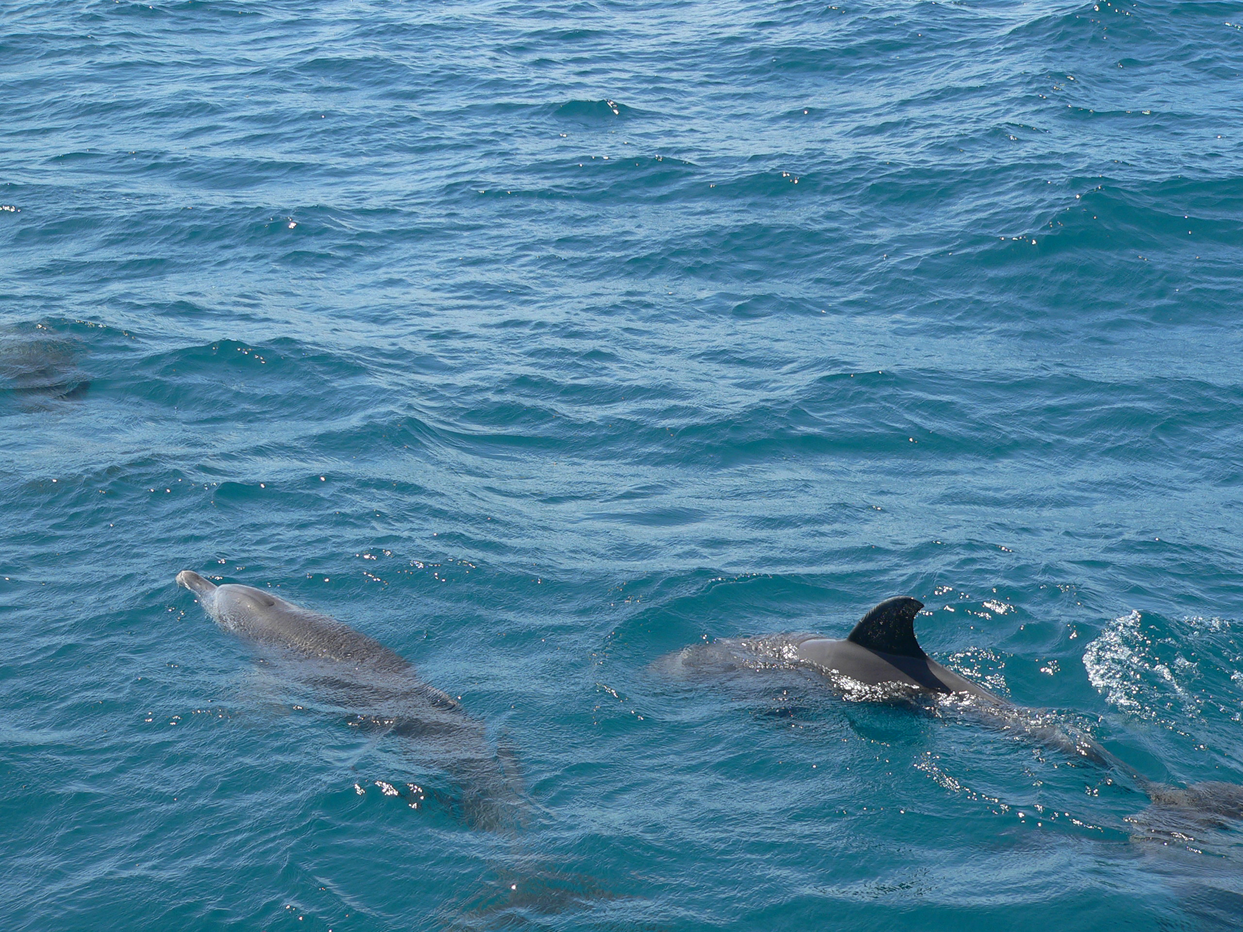 Three or four dolphins surfacing and running just under the surface in choppy blue water, seen from above from a boat - one rostrum and blowhole breaking the surface at left, one dark falcate dorsal fin and back clear of the water at right, two more animals as grey shapes below the surface.