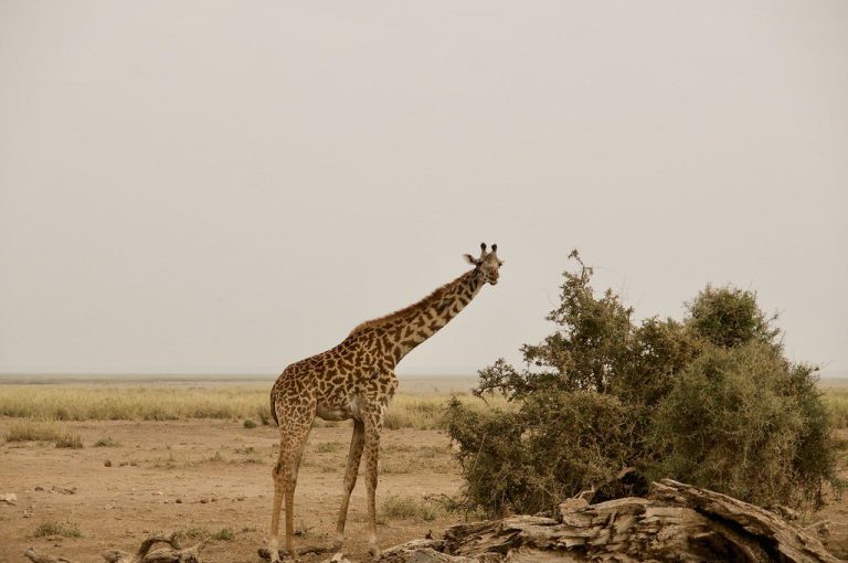 6 Days Kenya Migration Safari