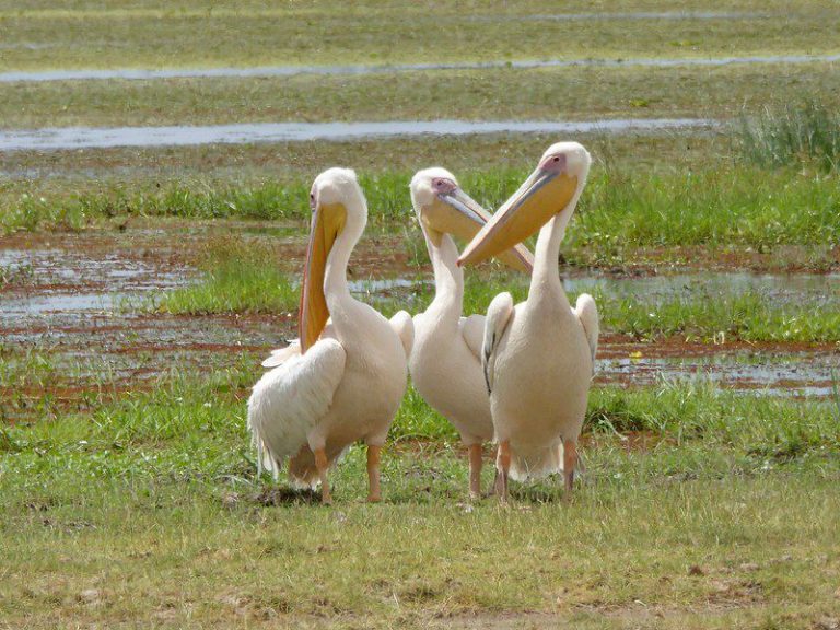 8 Days Safari in Kenya