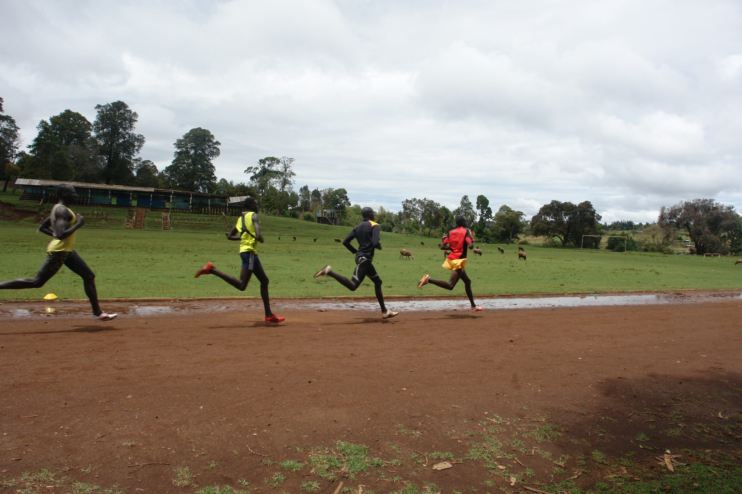 Four runners strung out mid-stride along a wet red-dirt training track at Iten, all moving left to right across the frame. Behind them a green field with sheep grazing, a blue-painted timber grandstand and stands of cypress and eucalyptus under a grey sky. Plain training kit - a yellow vest, a black long-sleeve top, a red top - no race numbers.