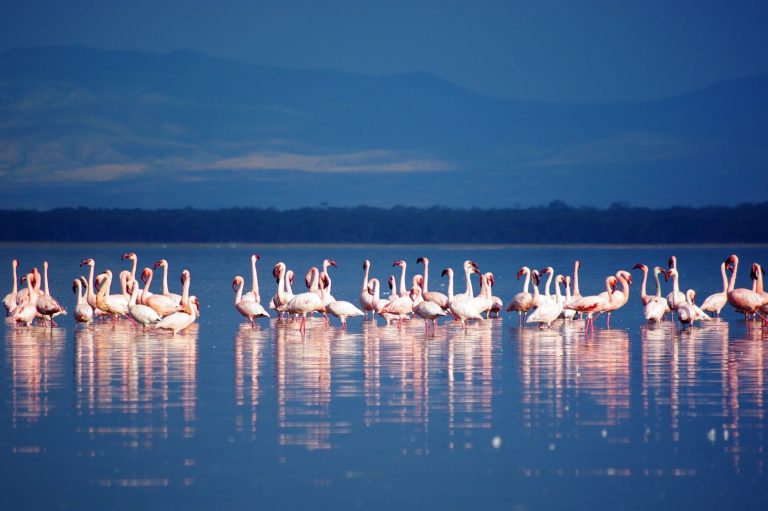 10 Day Kenya Birding Safari