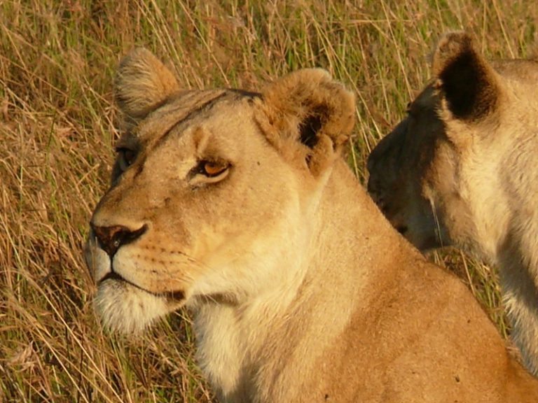 1 Day Nairobi National Park Safari, Kenya Tours