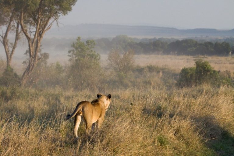 Masai Mara Safari & Gorilla Trekking