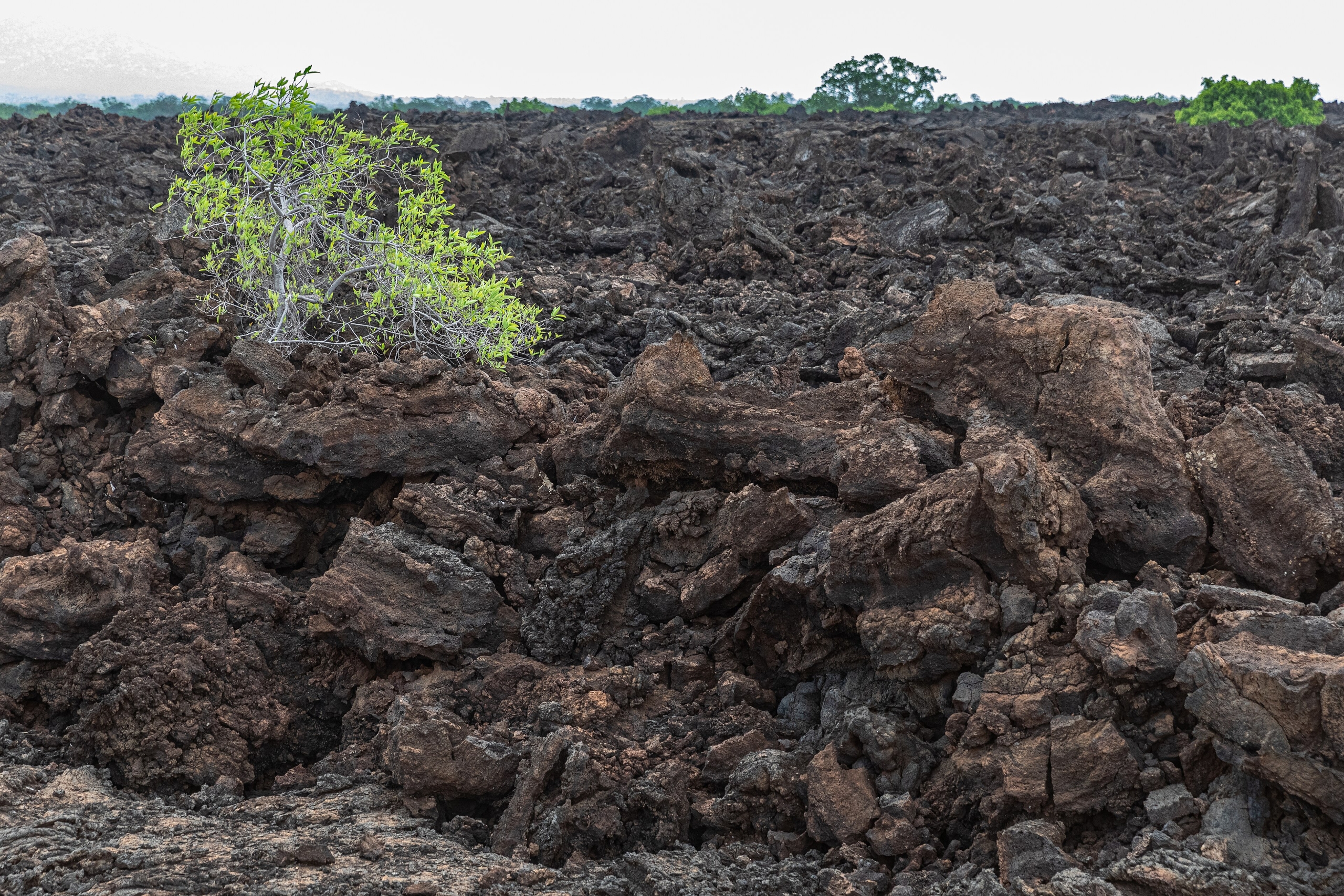 A broad field of jagged broken black lava in Tsavo West, with a single green shrub rooted in a crack near the left edge and a line of trees on the skyline beyond.