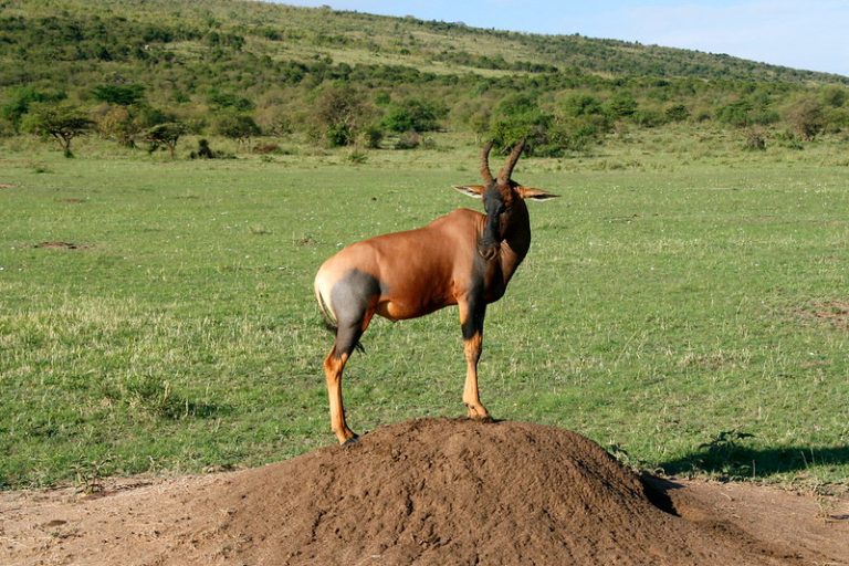 3 Day Kenyan Honeymoon Safari