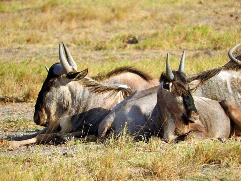 5 Days Kenya Wildlife Safari