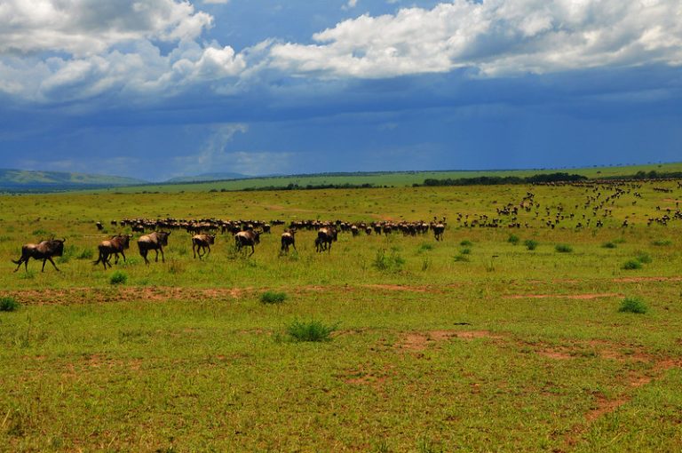 4 Days Lake Nakuru and Maasai Mara Safari