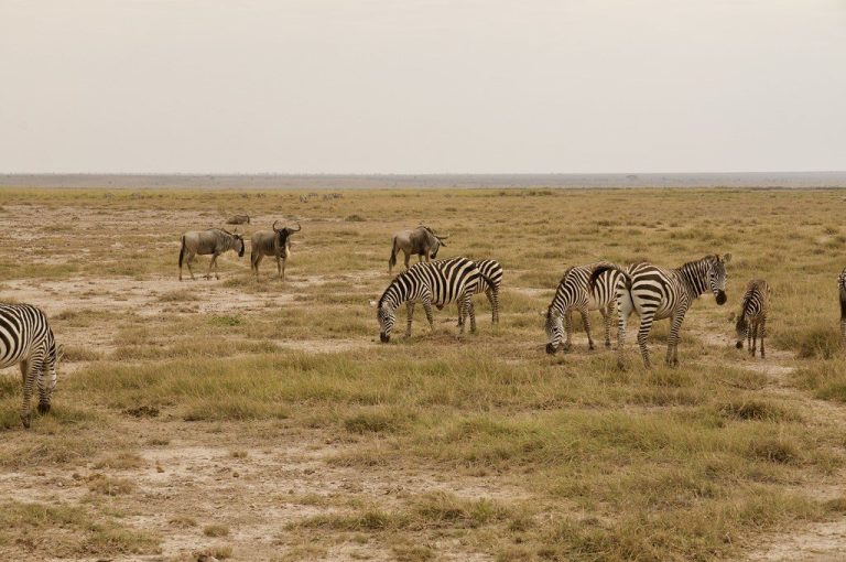 3 Days Amboseli National Park Safari